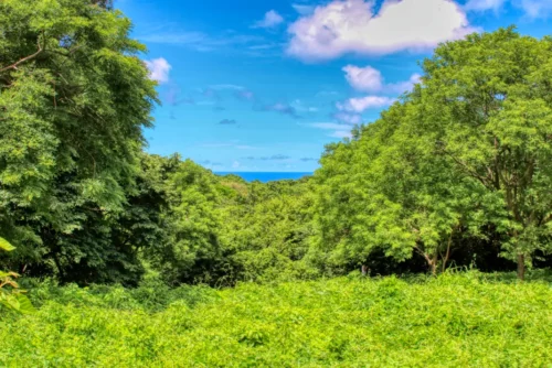 Rancho Papayal 1.2 acres, Peaceful Ocean and Forest Views