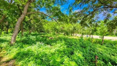 Road to Remanso, Commercial / Residential Land
